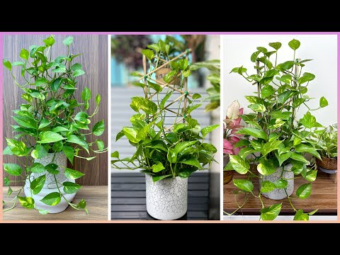 ቪዲዮ: Pothos Plant - ለቀላል የፖቶስ እንክብካቤ ምክሮች