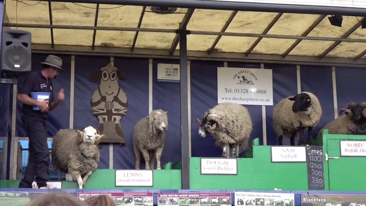 Royal Cheshire County Show 2016 The Sheep Show YouTube