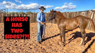 TEACHING A FOAL TO LEAD FULL VIDEO