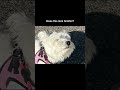 Does this look familiar 🤨🤨🤨🤨🤨🤨🤨🤨🤨🤨🤨🤨/ *my dog*  #labrador#westies #memes