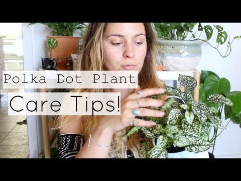 Video: Polka Dot Plant Info: Wenke oor die versorging en groei van sproetgesigplant