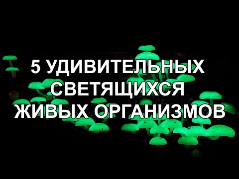 5 УДИВИТЕЛЬНЫХ СВЕТЯЩИХСЯ ЖИВЫХ ОРГАНИЗМОВ