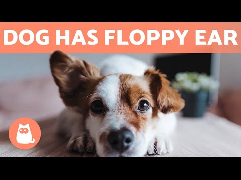 Video: Den overraskende grunnen til at hundene har floppy ører