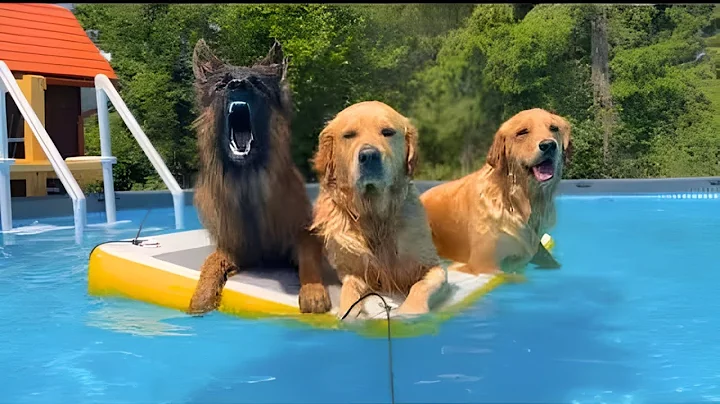 TOP 10 Funniest Beagle Dog Parties You Have to See!