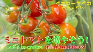 ミニトマトの育て方4-2 7月に移植した苗が4m50cmへと成長! ＼(~o~)／ Harvest a lot of mini-tomatoes in small space2