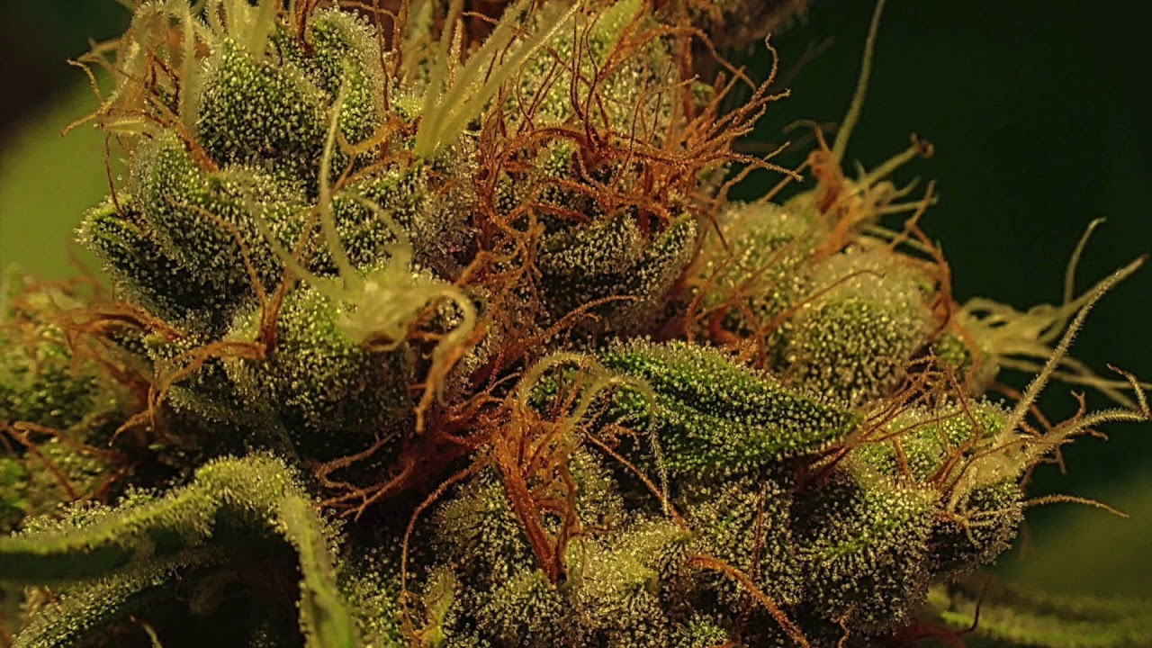 GreenFusionLED (Grower submission) 