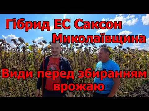 Гібрид ЕС Саксон