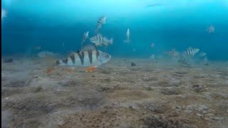Боевые окуни. Подводное видео.Братское водохранилище.