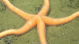 Fuente Seamount | SOI Divestream 532 - Part 2
