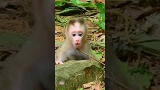 I am hungry mommy come quickly.. macaco.. macaque gorgeous baby monkey. adorable baby monkey.monkey