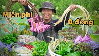  355 Harvesting Naturally Grown Vegetables In The Field