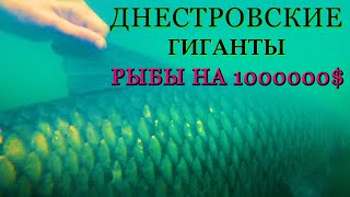 Лучшая Оснастка Для Ловили Крупного Амура И Карпа /Как Поймать Рыбу Мечты/Речные Монстры!