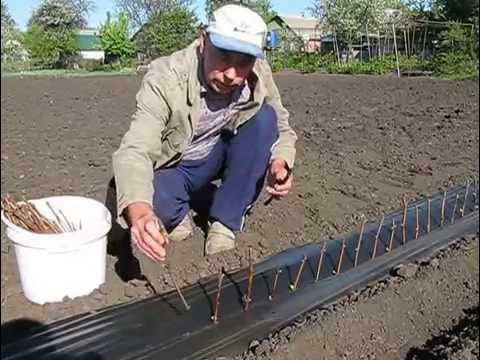 Посадка чубуков весной в открытый грунт. Как садить виноград черенками. Размножить девичий виноград черенками. Посадка чубуков весной в открытый грунт. Посадка черенков винограда осенью.