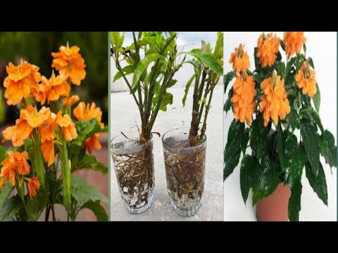 Video: Home flowers: crossandra. Description, reproduction and care