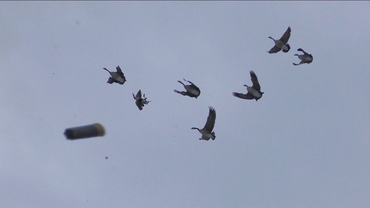 Foggy Montana Goose Hunting 2019 (4 Man limit)