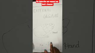 External organs to draw