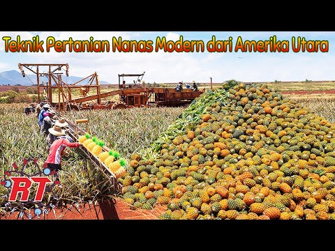 Video: Teknologi Pertanian Buah Dan Beri Dan Tanaman Bunga Di Wilayah Leningrad