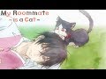 My Roommate is a Cat - Ending | Kimi no Tonari Watashi no Basho