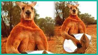 Meet Roger the Buff Kangaroo!