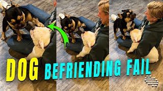 Dog Tries Befriending Another but It Doesn’t like Him