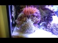 Anemone is on the move.  Wild saltwater REEF tank.