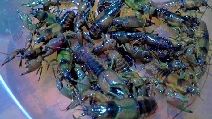 Awesome Bait Takla or Crawfish for Fishing, Catch and Cook, Awesome  Bait Takla or Crawfish for Fishing