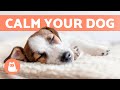 MUSIC for DOGS With ANXIETY 🐶🎶 Relax Your Nervous or Restless Dog! ✅