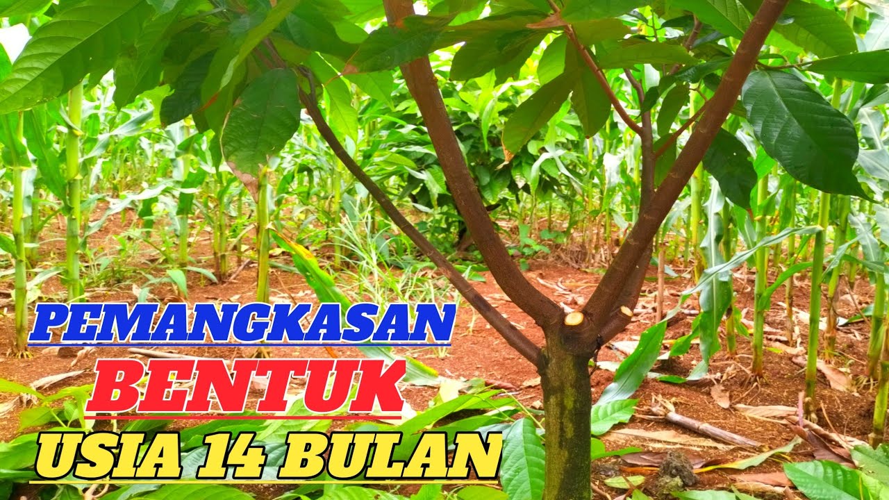 PEMANGKASAN KAKAO USIA 14 BULAN|KLON 45