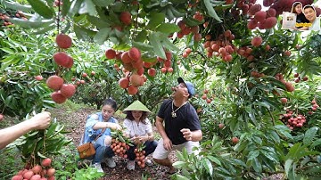 Số Đặc Biệt 1: Đội mưa Hái Vải thiều Siêu trái đẹp như Tranh ở Lục Ngạn Bắc Giang cùng A Hải Sapa TV