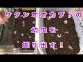 サタンオオカブトの卵が幼虫になったらしいので掘り出してみる
