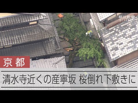 京都の産寧坂で倒木、男性が下敷きに　清水寺に近く有数の観光地