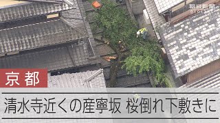 京都の産寧坂で倒木、男性が下敷きに　清水寺に近く有数の観光地