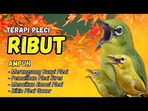 Terapi Pleci Pagi Hari Ampuh Atasi Pleci Macet Bunyi