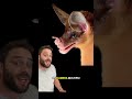 The social lives of spectral bats #learning #animals #bat #science #biology