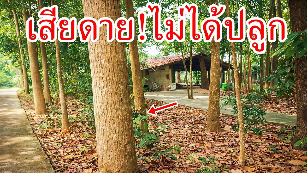 ต้นไม้ที่เสียดาย!ไม่ได้ปลูกแซมกับไม้ป่าตั้งแต่แรก
