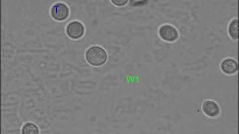 Indirect Pushing Based Automated Micromanipulation of Biological Cells Using Optical Tweezers