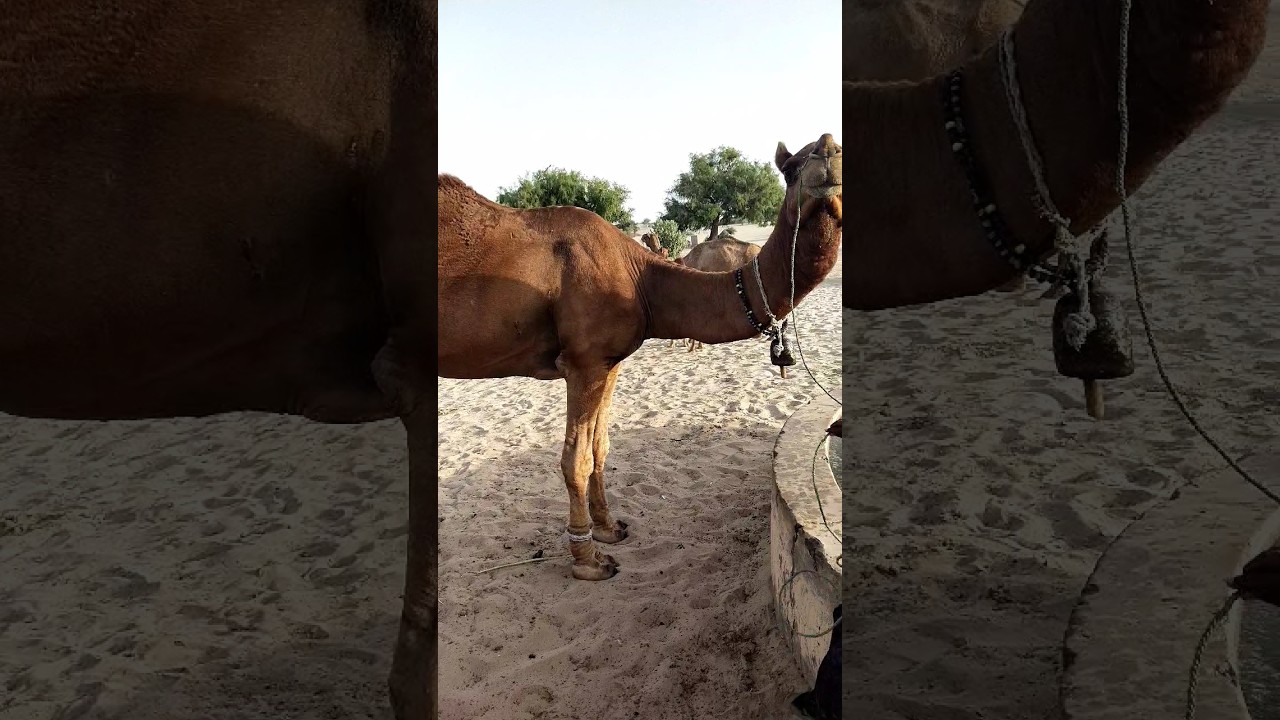 Popular camel|white Desert 