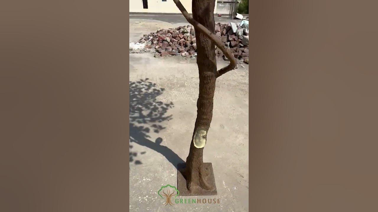 ARTIFICIAL COCCOLOBA FICUS TREE THE GREENHOUSE DELHI 