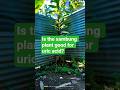 sambung plant in the backyard is a big help home remedies #nature #gardeningtips#plant #gardengreens