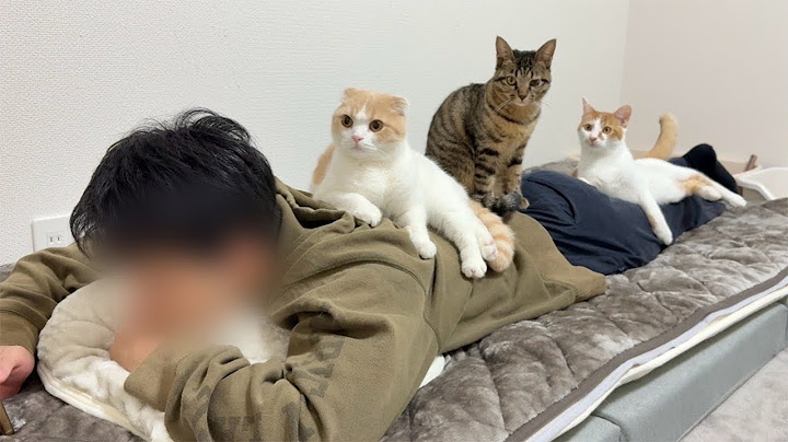 初めて会ったばかりの弟に懐きすぎて猫たちがまさかのこうなってました…笑