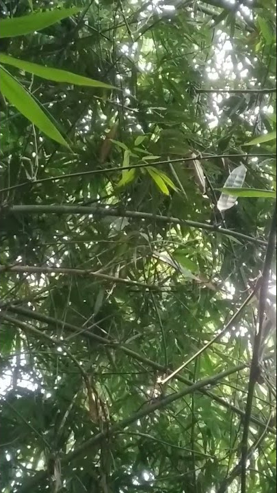 suara burung pijantung di alam liar
