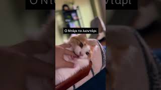 Ο Ντάρι το λιοντάρι 😂 #κατοικιδια
