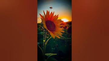 وصايا لقمان الحكيم لابنه – دروس خالدة من القرآن الكريم 🕊️ | سورة لقمان 17-19 | القارئ ياسر الدوسري