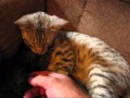 F5 Savannah grooming baby American Bobtail