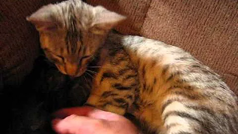 Video 1476001: american bobtail, f5 savannah, baby american, grooming baby