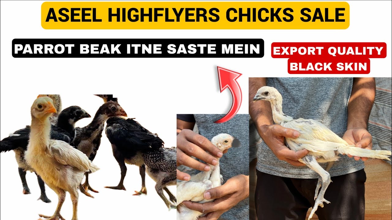 Top Quality Aseel Chicks Sale In Karnataka | Limited Stock | Aseel HighFlyers Sale 