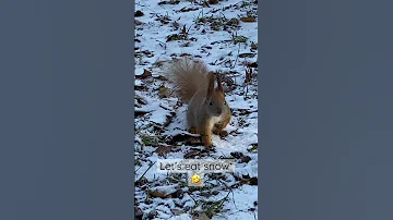 Что пьют белки зимой? #shorts #funnyanimals #squirrel