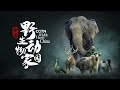 Cgtns 8k wildlife haven china reveals the countrys amazing biodiversity