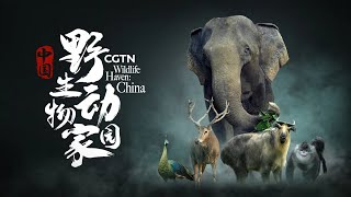 CGTN's 8K 'Wildlife Haven: China' reveals the country's amazing biodiversity