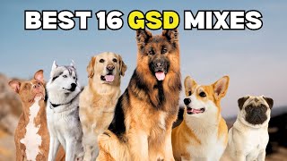 16 German Shepherd Mixes: GSD Crossbreeds : Dogdingda